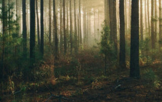 Carte en bois érable fabriquées en France