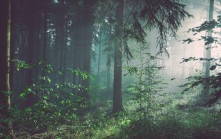 carte en bois érable fabriquées en France