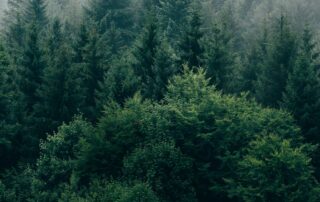 carte en bois érable fabriquées en France