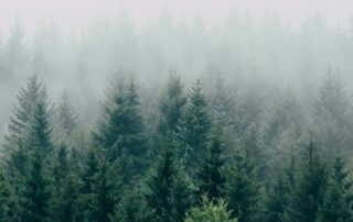 carte en bois érable fabriquées en France