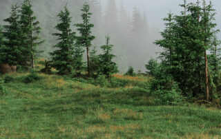 Carte en bois érable fabriquées en France