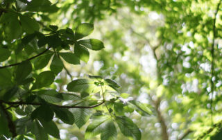 Carte en bois érable fabriquées en France
