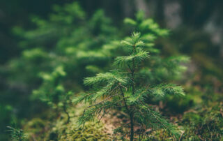 Carte en bois érable fabriquées en France