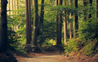 Carte en bois érable fabriquées en France